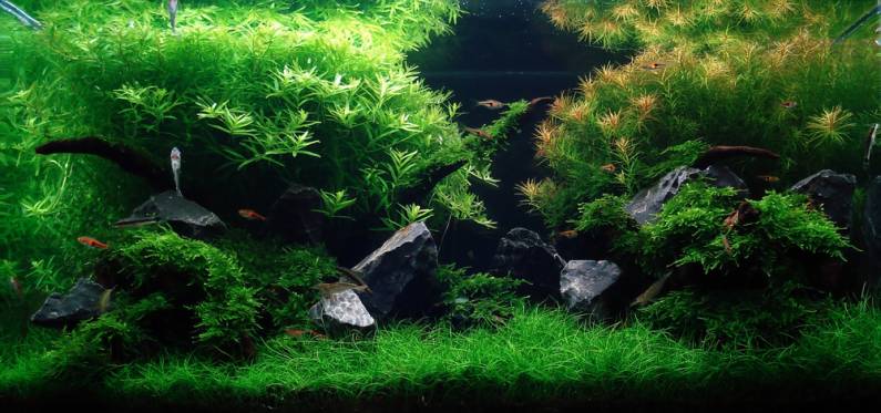 Aquascape จัดตู้ไม้น้ำขั้นเทพ สวยมั๊กๆ