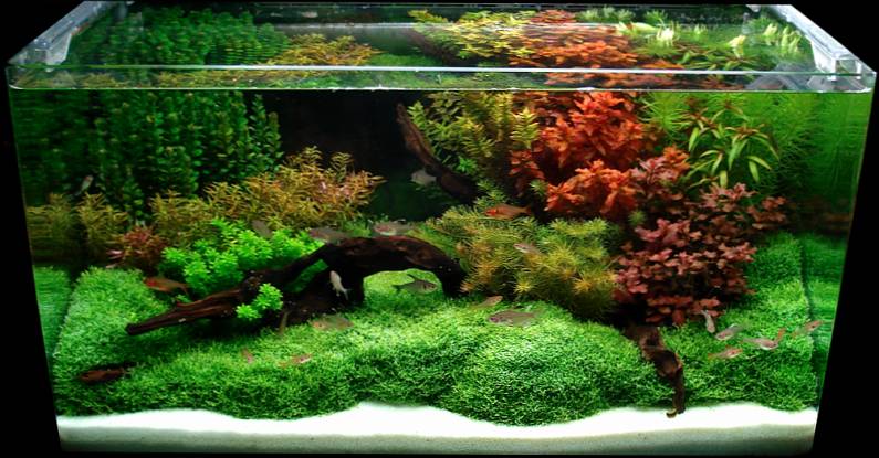 Aquascape Design Winter Is Approaching