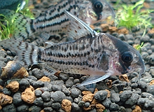 schwartzi cory