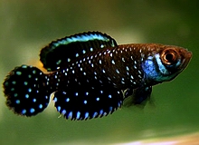 Killifish_BlackPearlKillifish.jpg