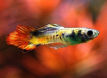 Flame Guppy