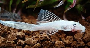 Albino Bristlenose Plecostomus