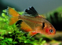 tiger barb and cardinal tetra