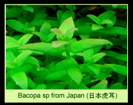 [عکس: plants_colorGreenThumbPa-04.gif]