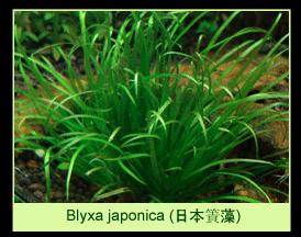[عکس: plants_colorGreenThumbPa-05.gif]