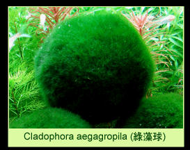 [عکس: plants_colorGreenThumbPa-06.gif]