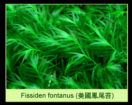 [عکس: plants_colorGreenThumbPa-12.gif]
