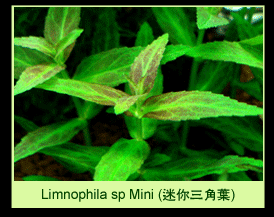 [عکس: plants_colorGreenThumbPa-20.gif]