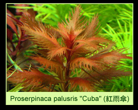 [عکس: plants_colorOrangeThumbP-05.gif]
