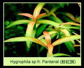 [عکس: plants_colorPinkThumbPag-02.gif]