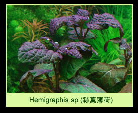 [عکس: plants_colorPurpleThumbP-02.gif]