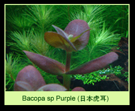 [عکس: plants_colorPurpleThumbPage.gif]