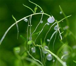 piège de l'Utricularia graminifolia pour captures des insectes
